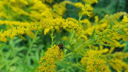 Plancia ëd Cylindromyia bicolor (Olivier 1811)