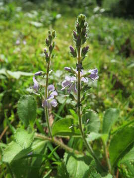 Image of Health Speedwell