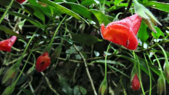 Image of Nematanthus crassifolius (Schott) Wiehler