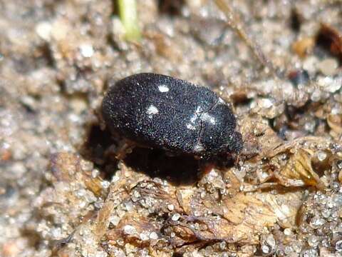 Attagenus pellio (Linnaeus 1758) resmi