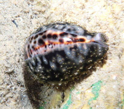 Image of Cypraea tigris schilderiana C. N. Cate 1961