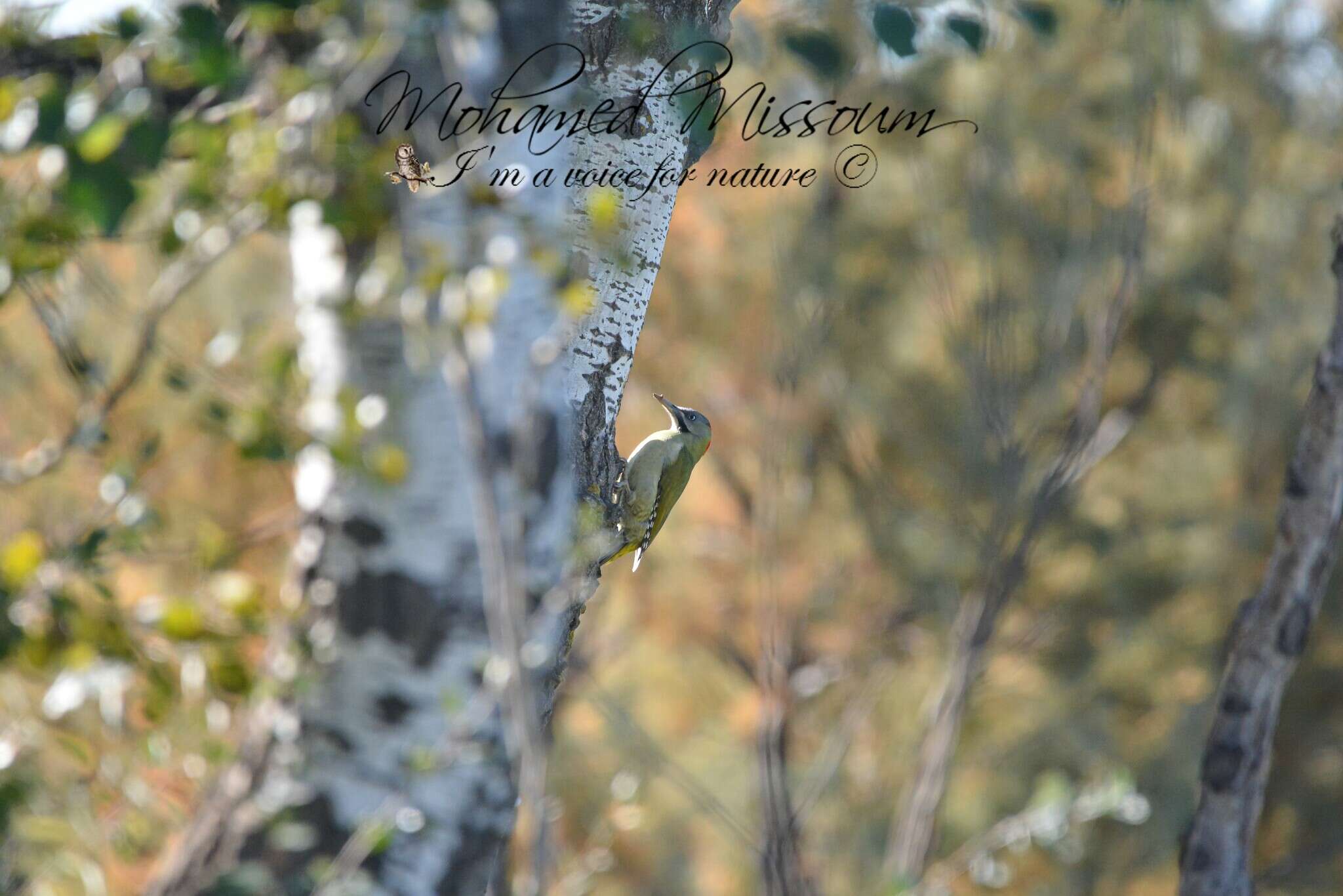 Image of Levaillant's Green Woodpecker