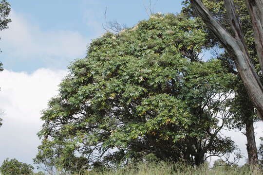 Image of Hawaii 'Ohe