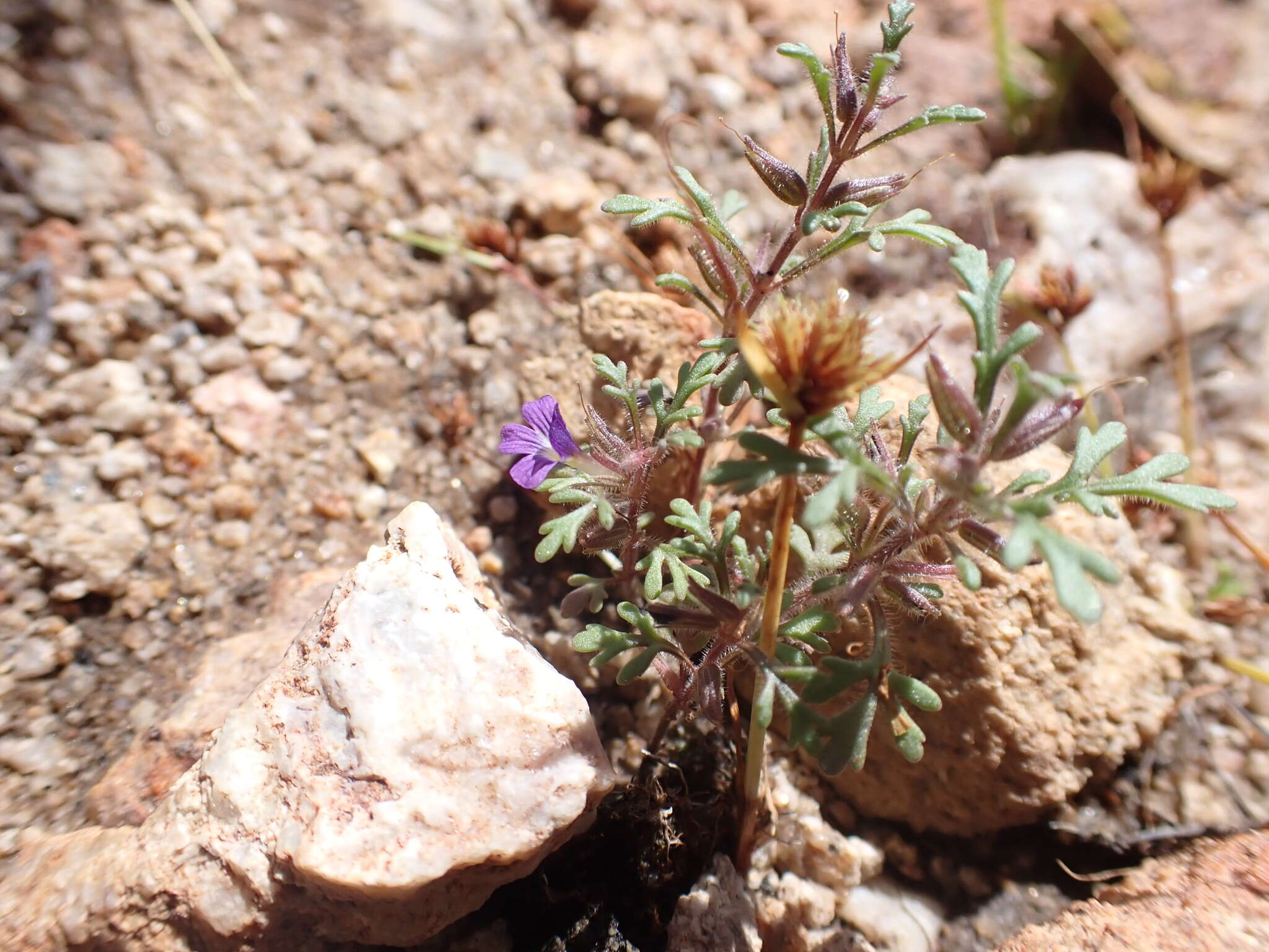 Image of Schistophragma intermedium (A. Gray) Pennell