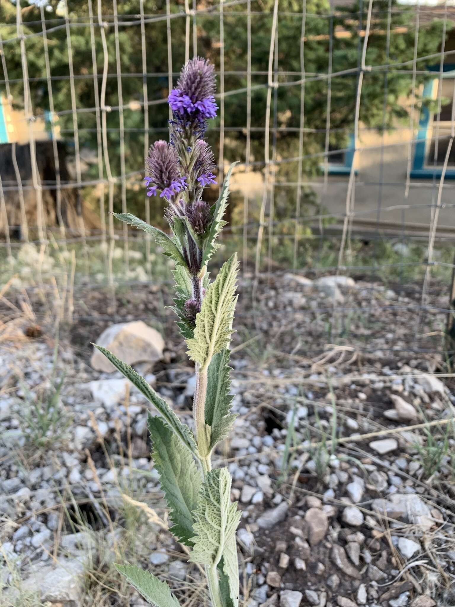 Image de Verbena macdougalii A. Heller