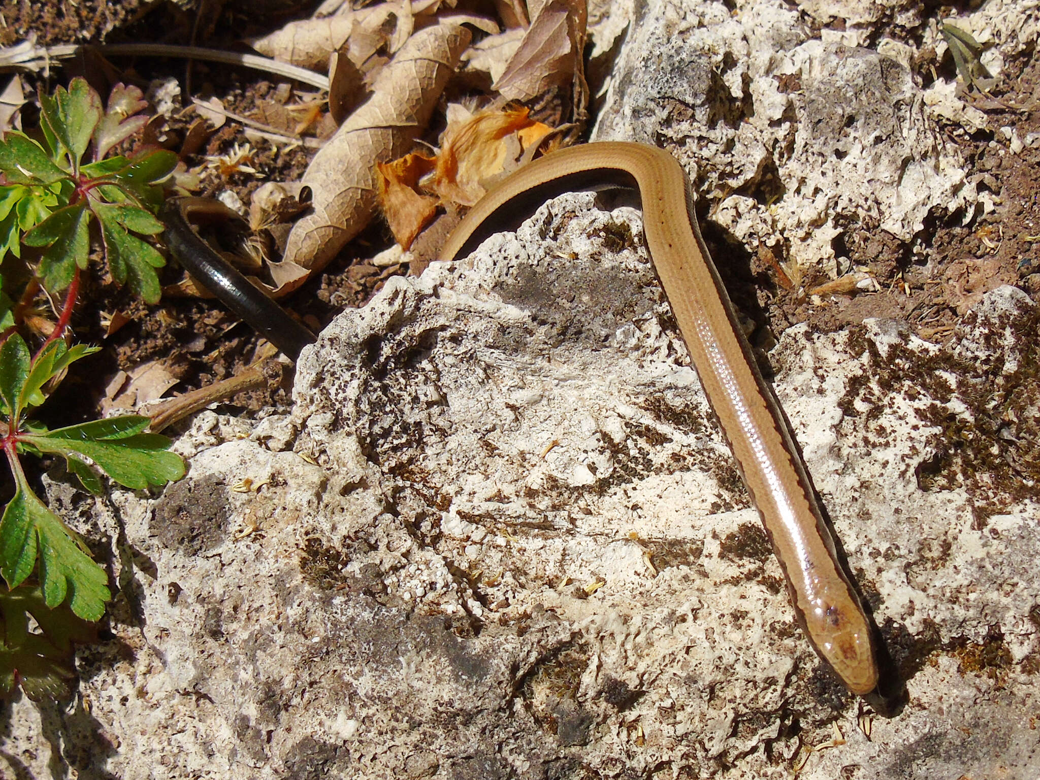 Image of Peloponnese slow worm