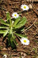 Image of Southern Daisy