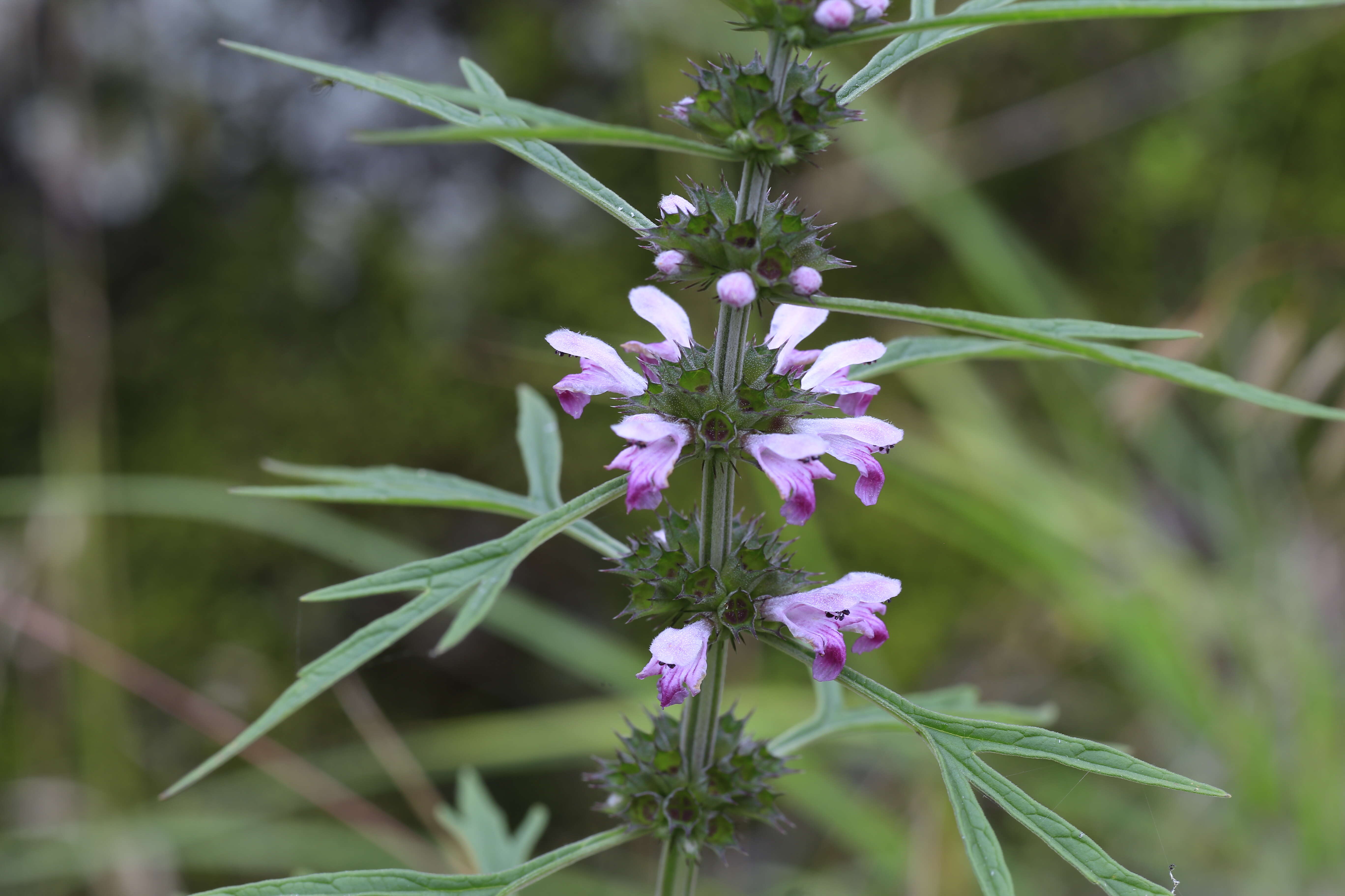 Image of Chinese motherwort