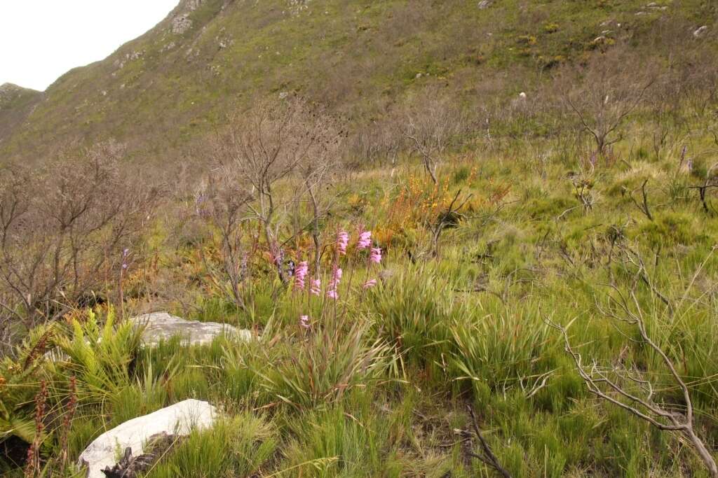 Image of Watsonia knysnana L. Bolus