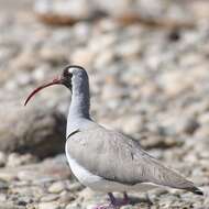 Image of ibisbills