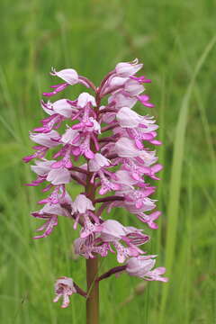 Image of Military orchid