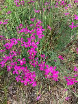 Image of maiden pink