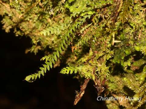 Image of Micropolypodium okuboi (Yatabe) Hayata