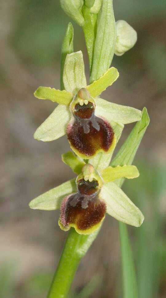 Image of ophrys