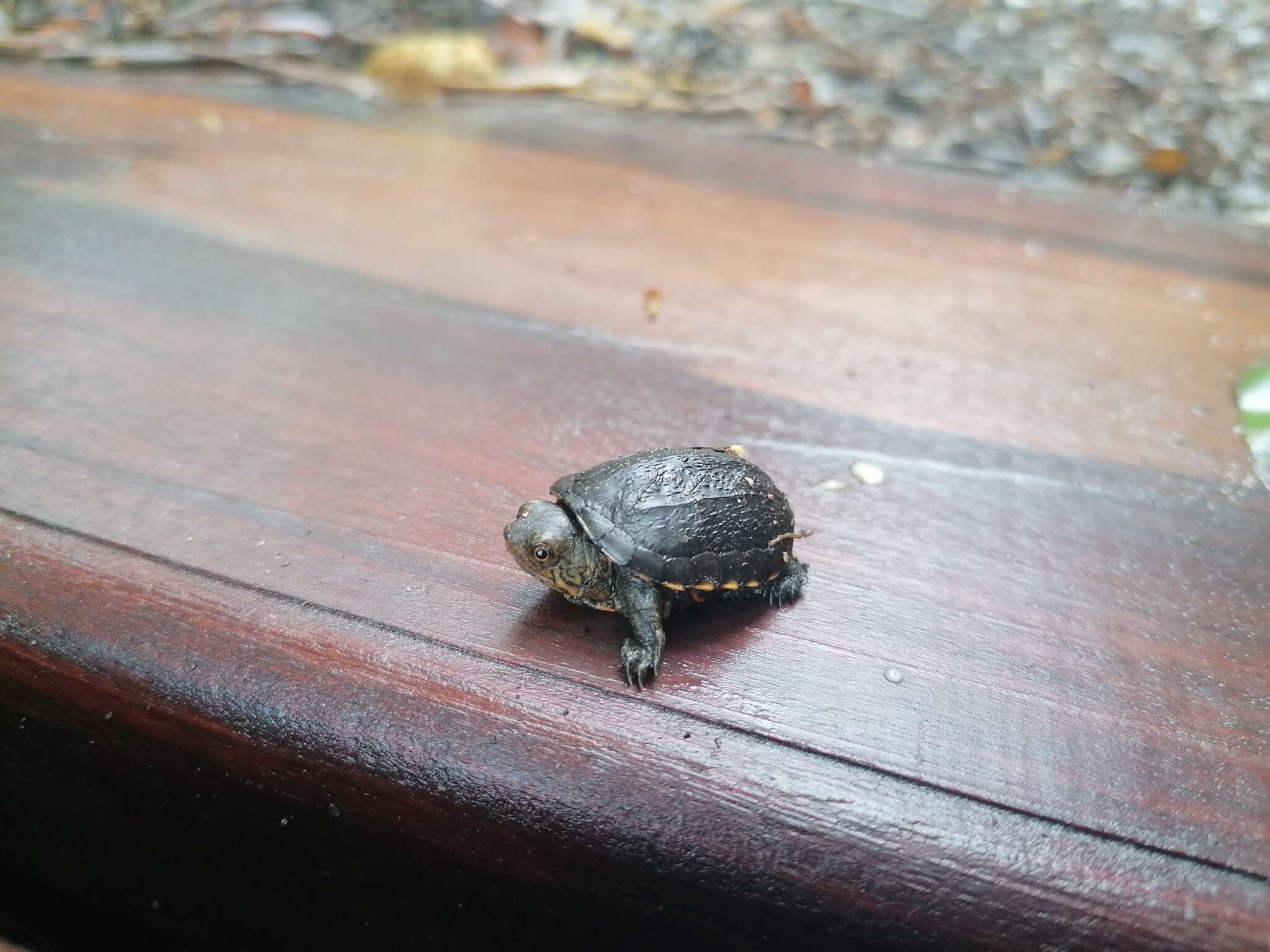 Image of Oaxaca Mud Turtle