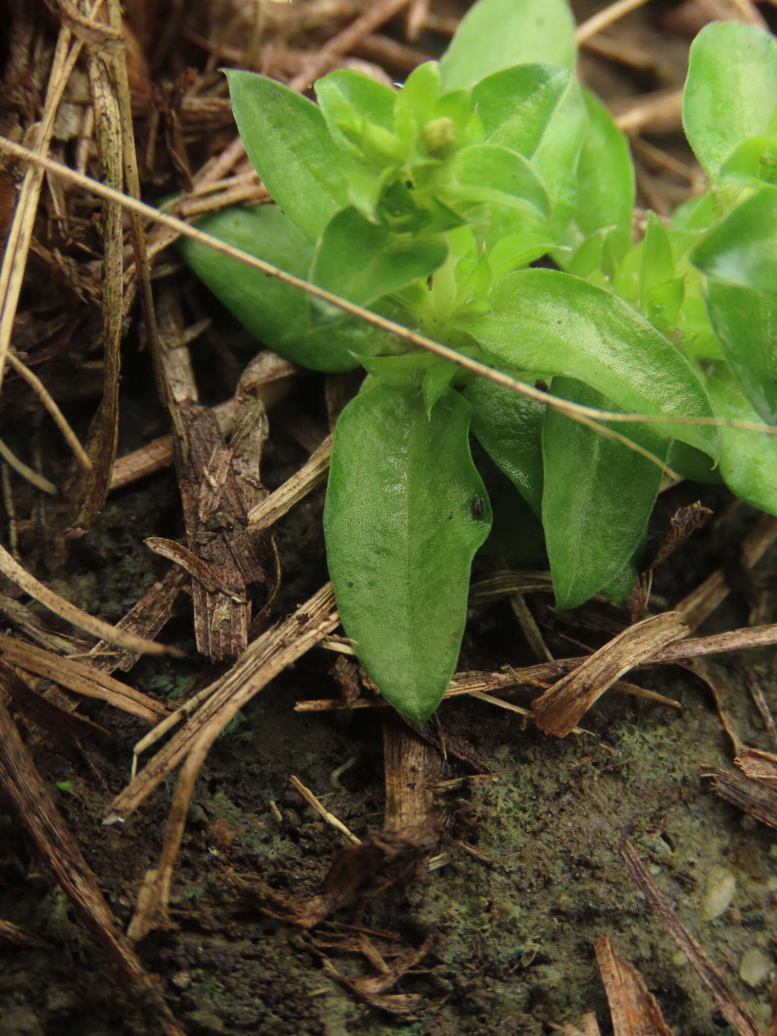 Image de Gentiana yokusai Burkill