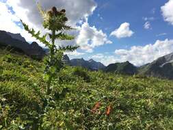 Image of Spiniest Thistle