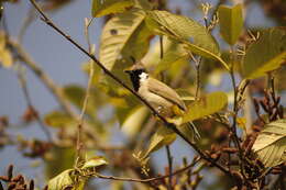 Image of Himalayan Bulbul