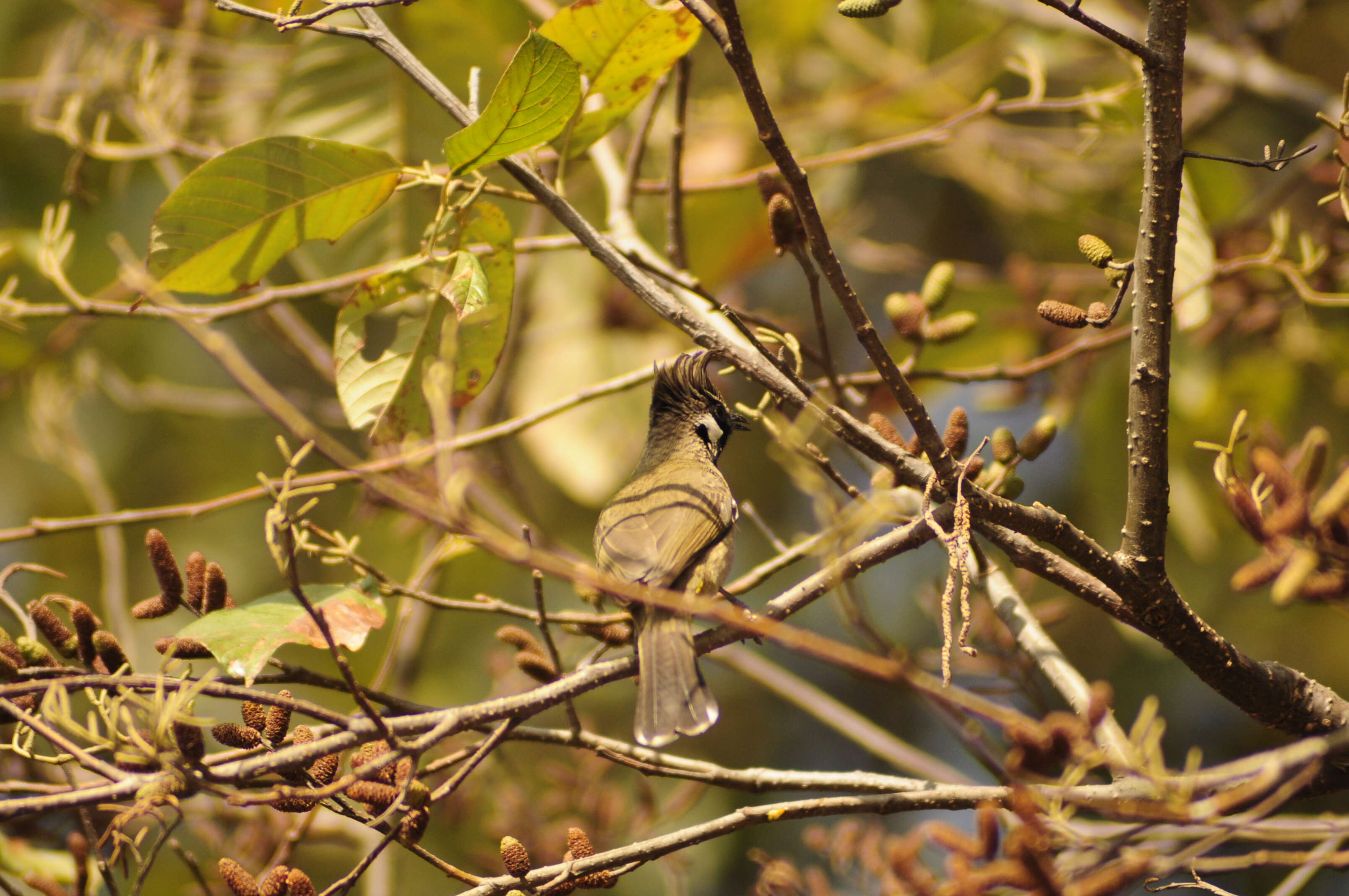 Image of Himalayan Bulbul