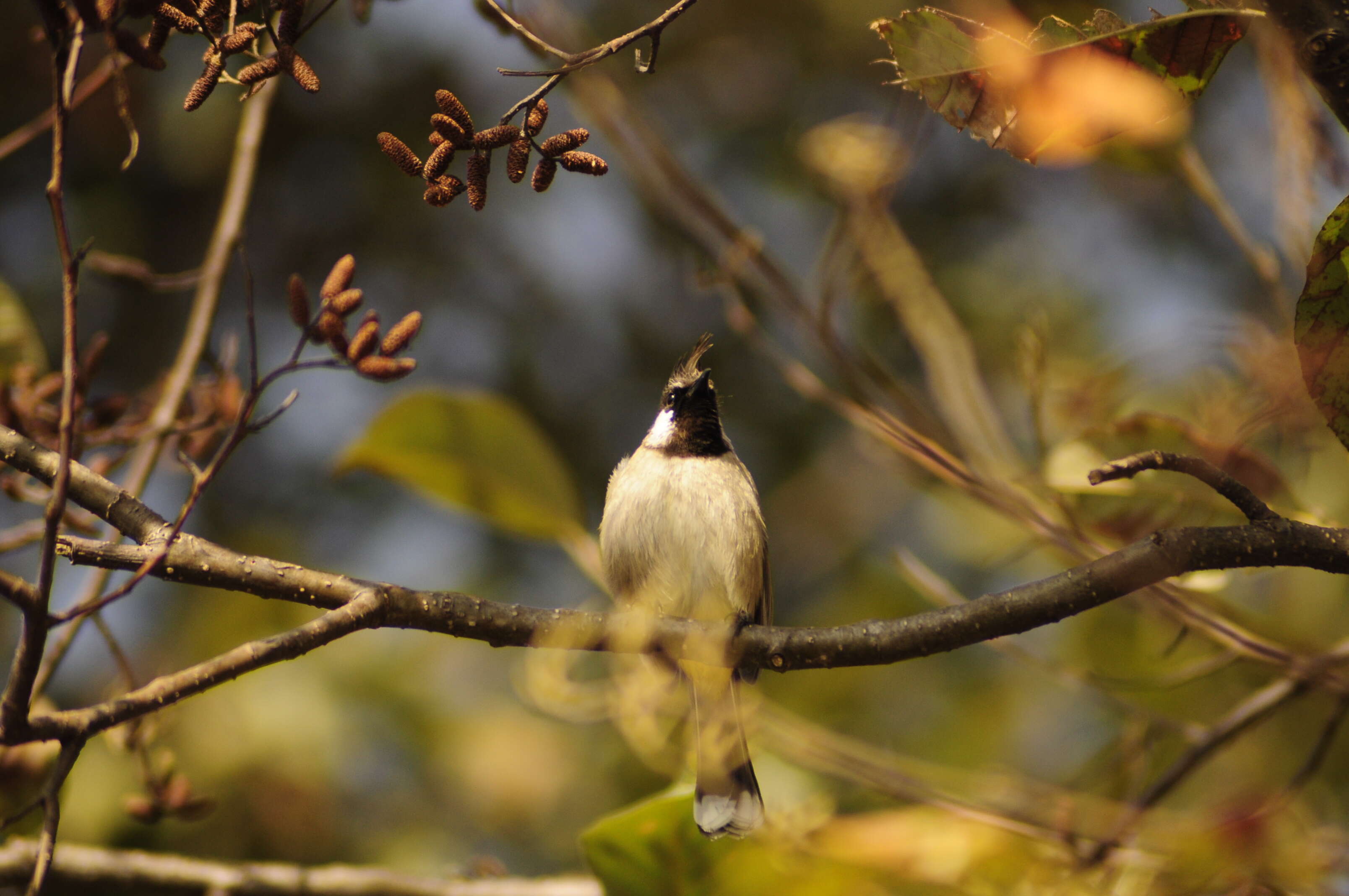 Imagem de Pycnonotus leucogenys (Gray & JE 1835)