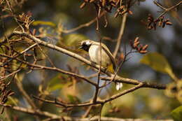 Image of Himalayan Bulbul