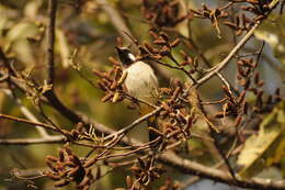 Image of Himalayan Bulbul