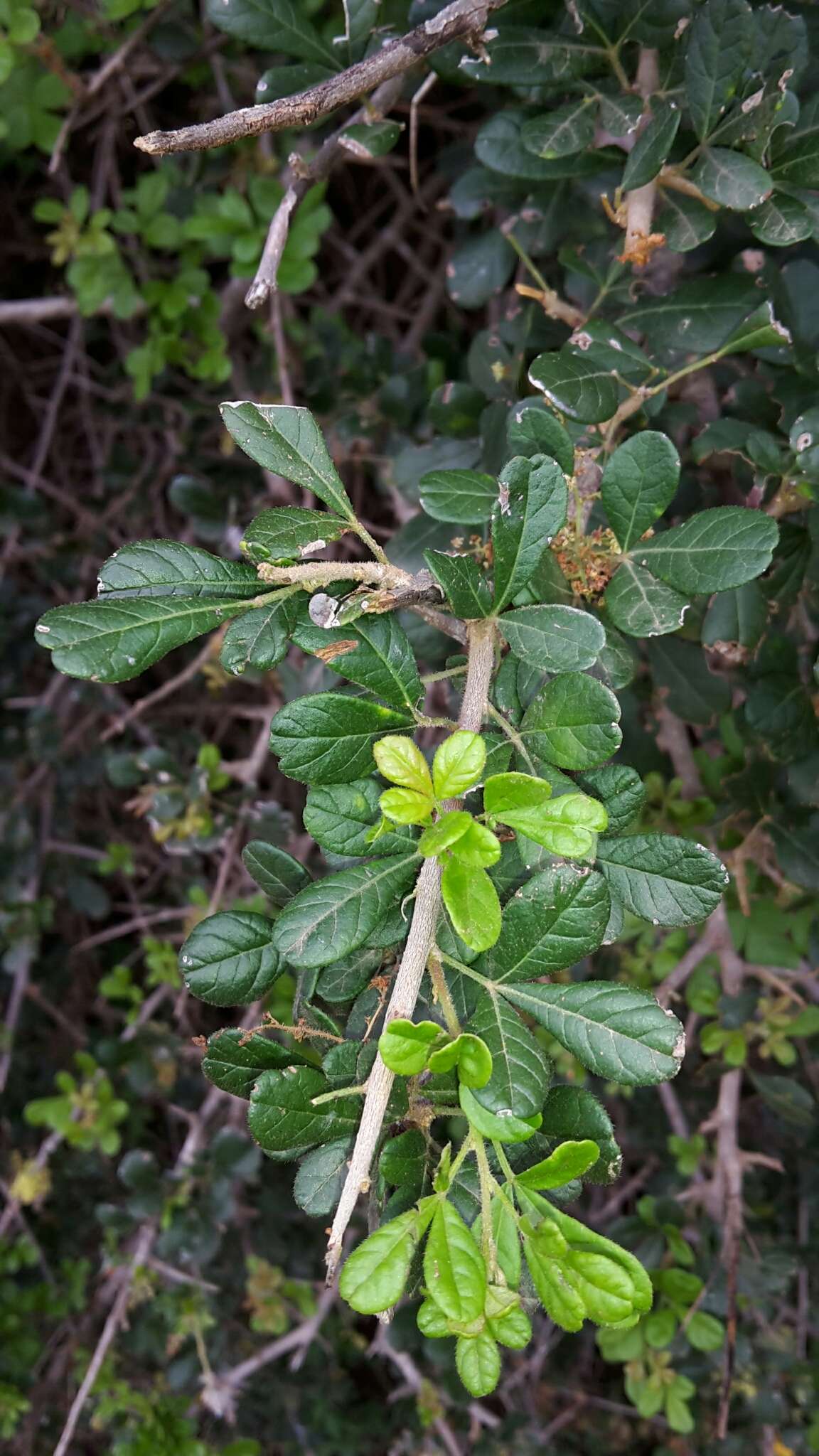 Image of Searsia longispina (Eckl. & Zeyh.) Moffett