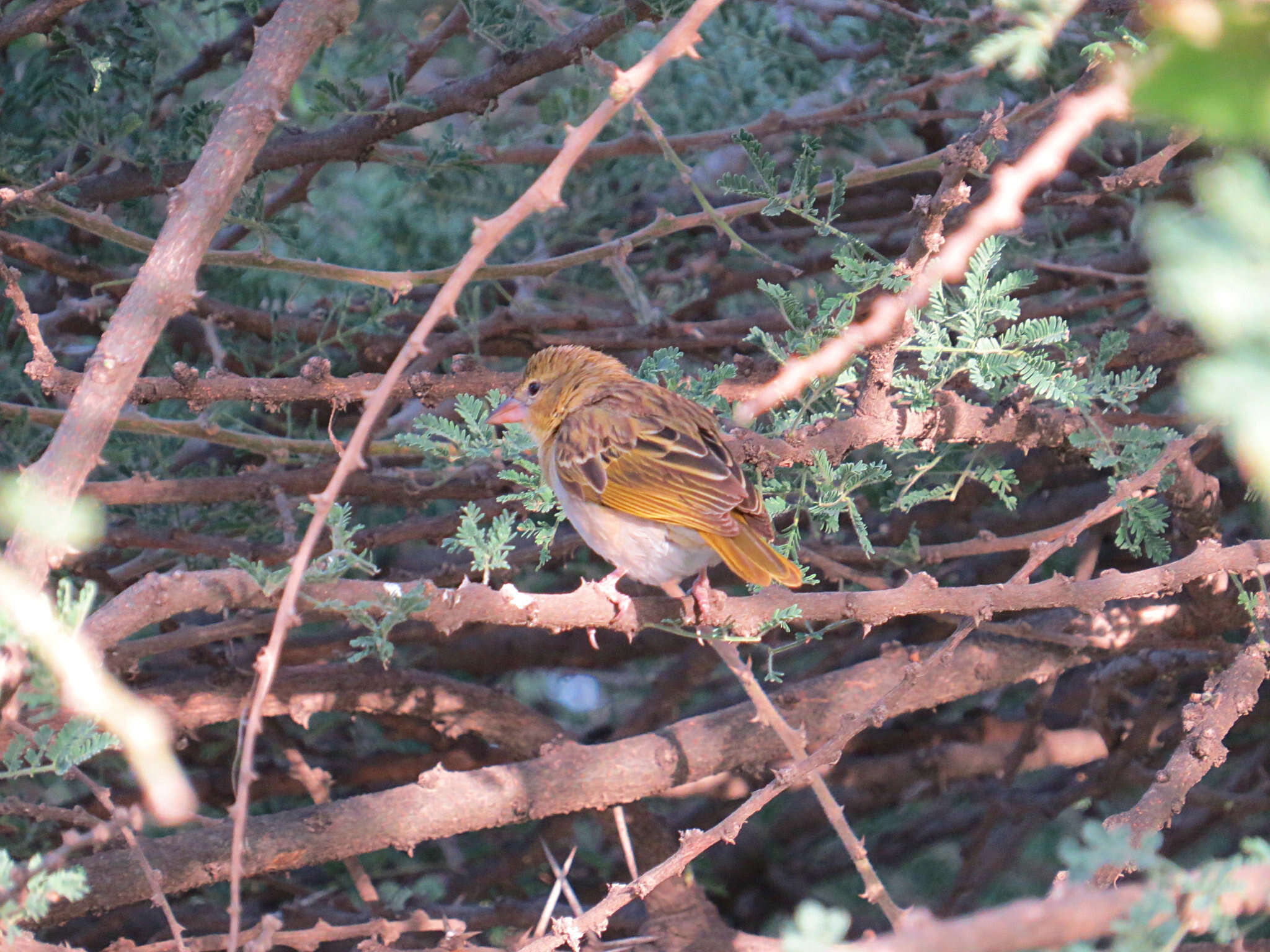 Image de Tisserin de Rüppell