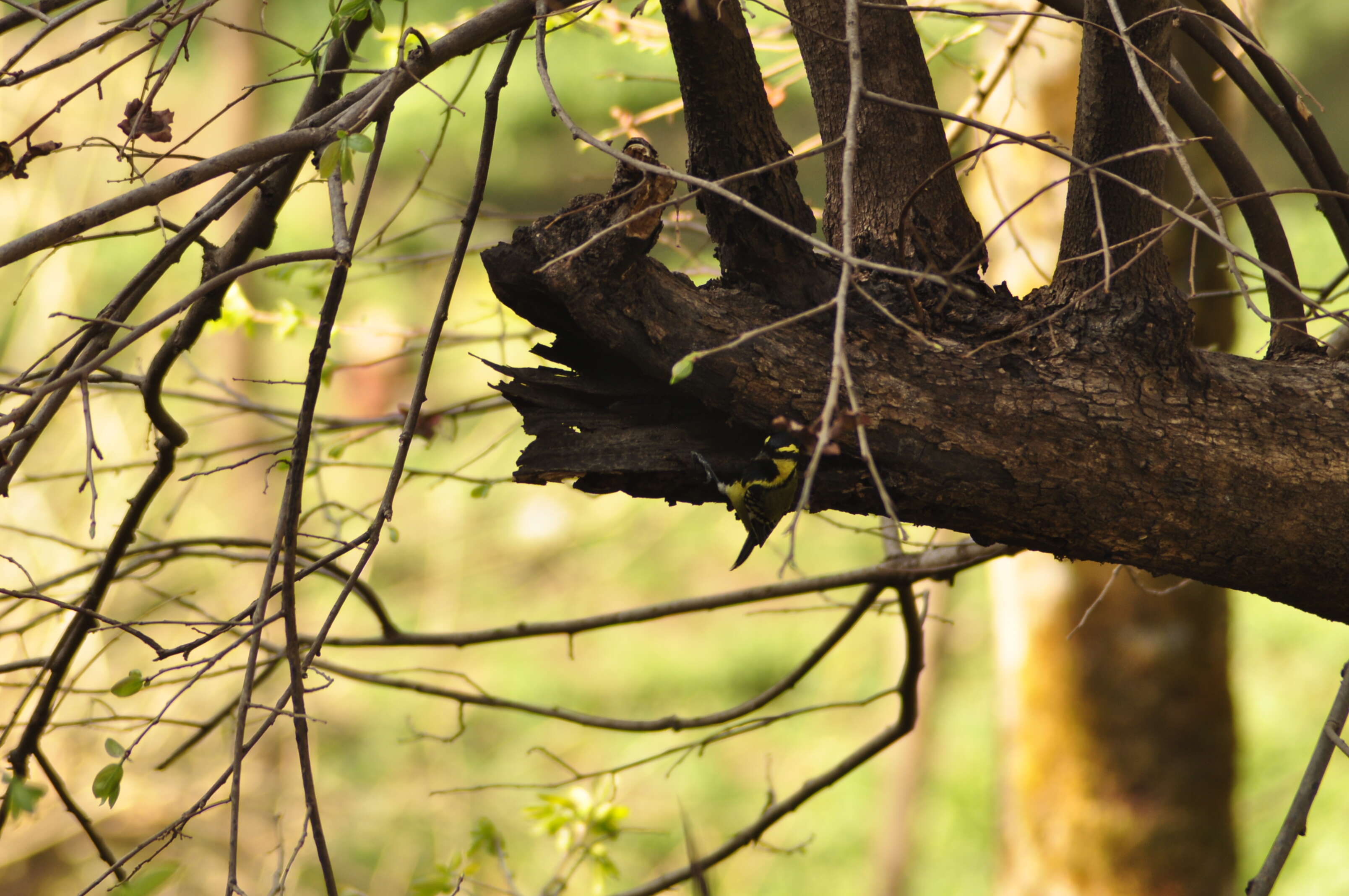 Image of Black-lored Tit