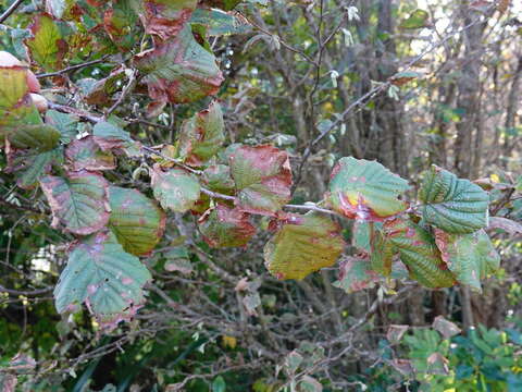 Imagem de Stigmella microtheriella (Stainton 1854) Fletcher et al. 1945