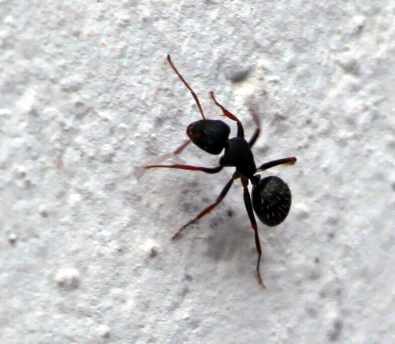 Image of Camponotus amphidus Santschi 1926