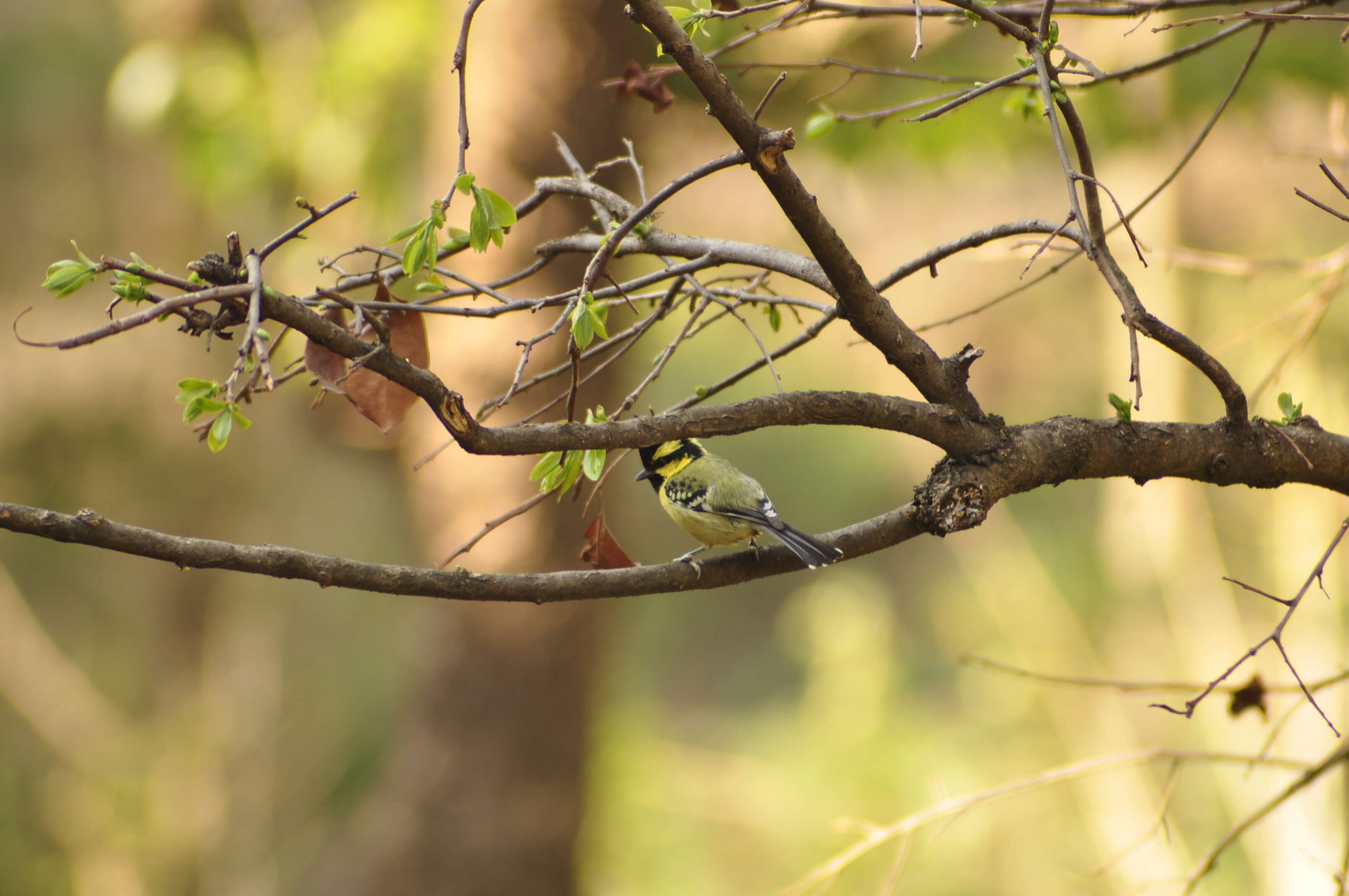 Image of Black-lored Tit