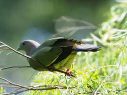 Image of Pink-necked Green Pigeon