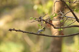 Image of Black-lored Tit