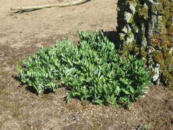 Image of Angular Solomon's Seal