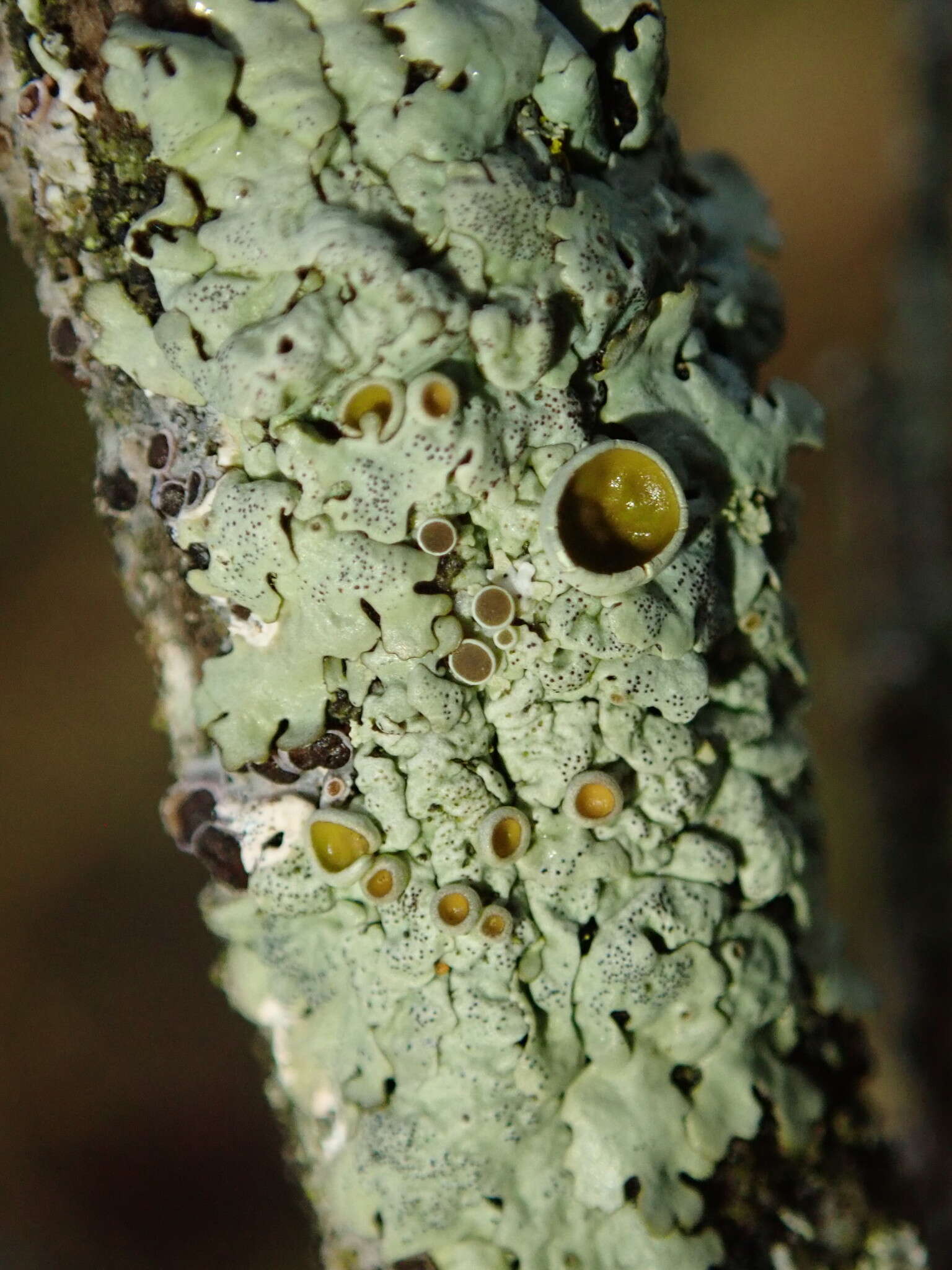 Image of myelochroa lichen