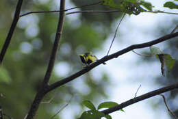 Image of Black-lored Tit