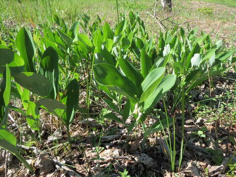 Image of Angular Solomon's Seal