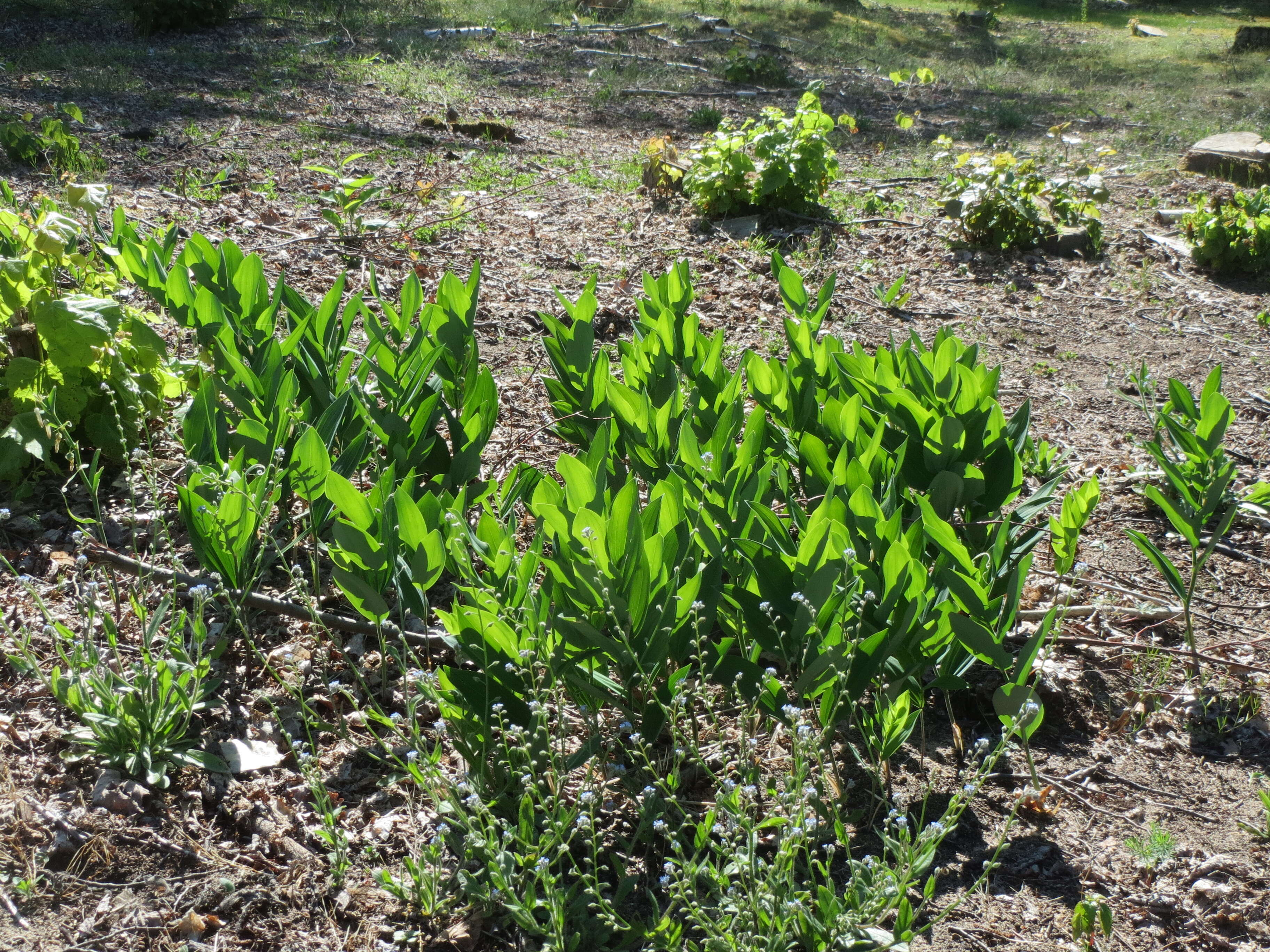 Image of Angular Solomon's Seal