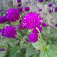 Image of Globe Amaranth