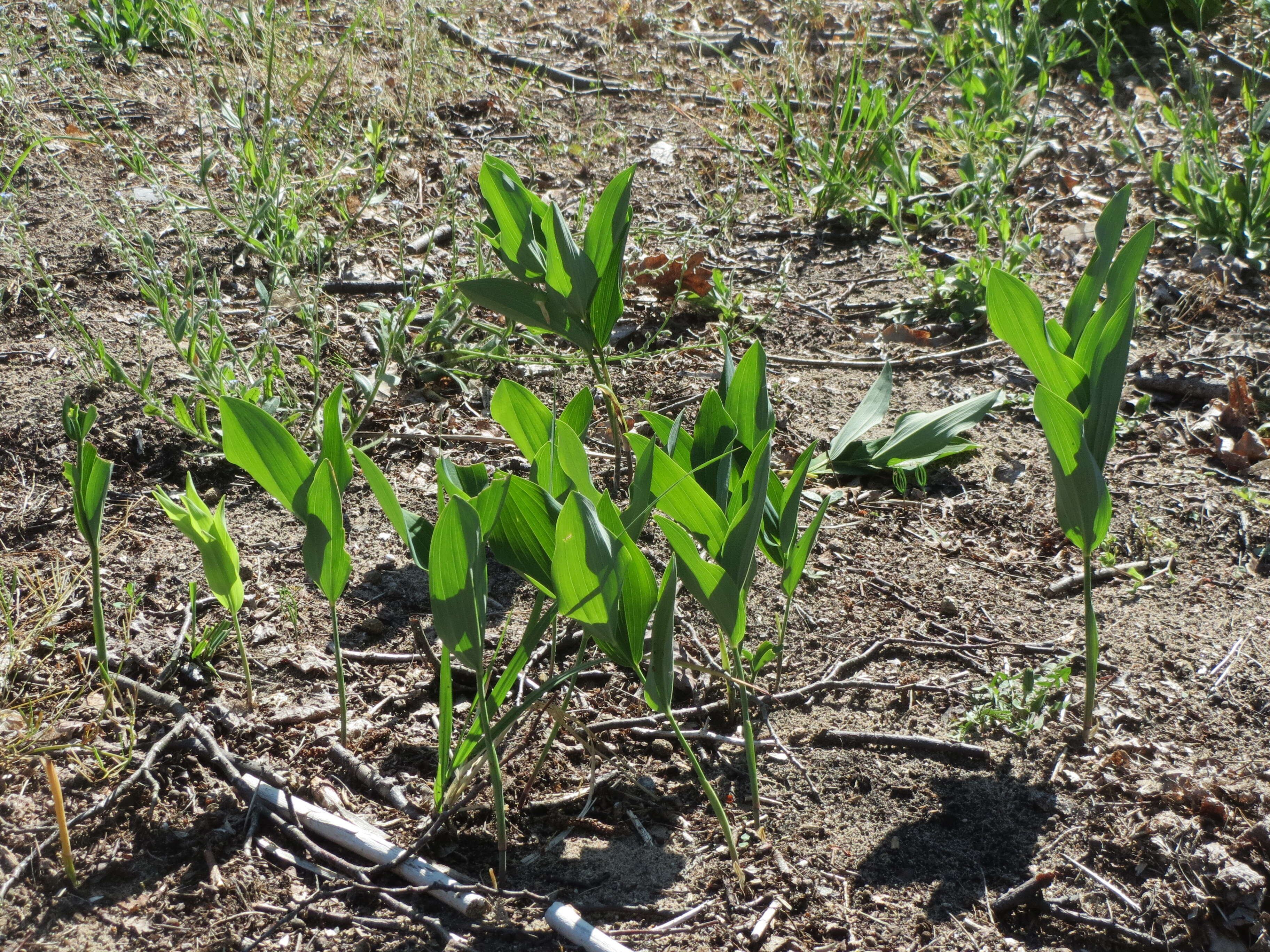 Image of Angular Solomon's Seal