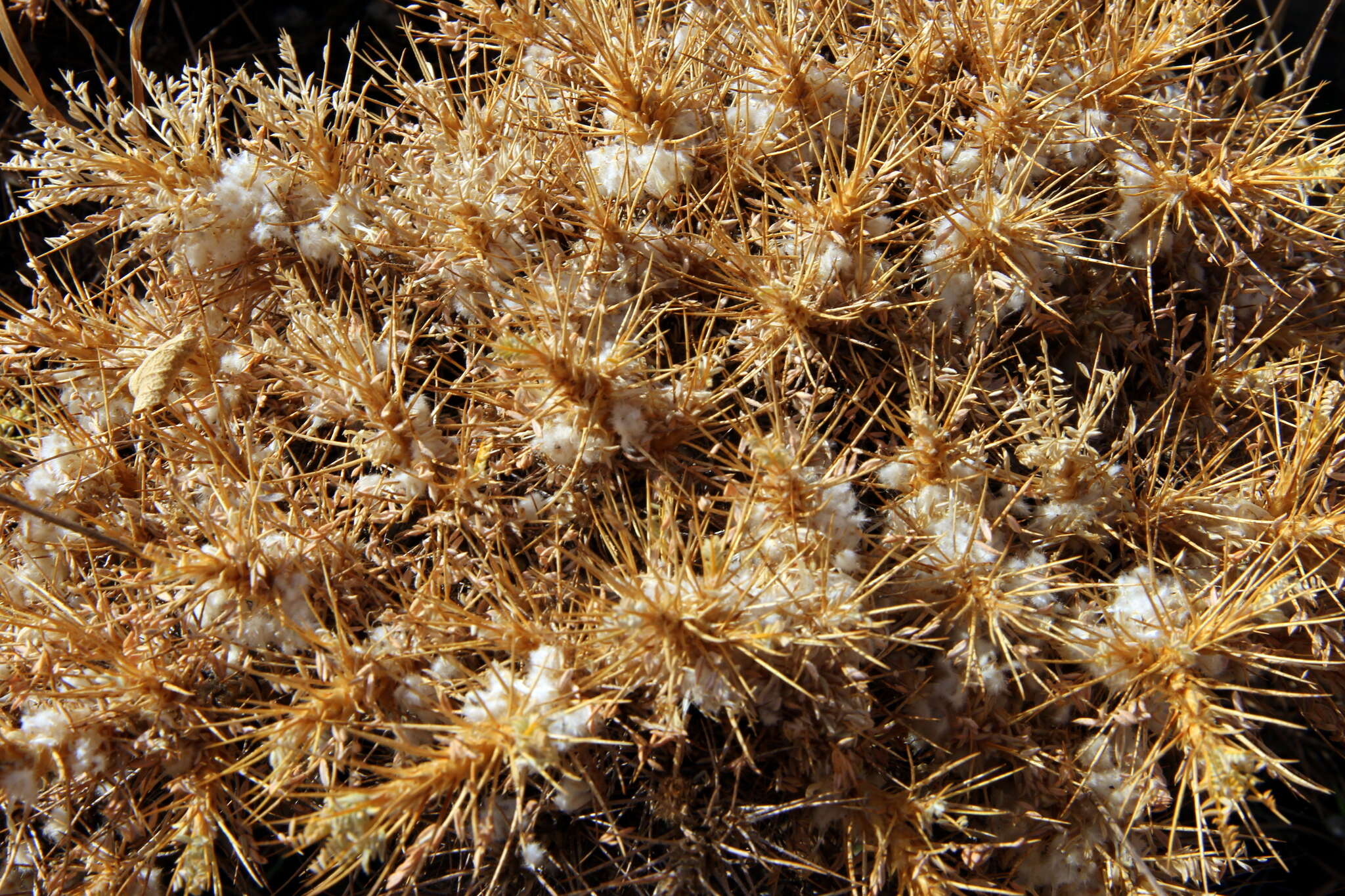 Image of Astragalus oleaefolius DC.