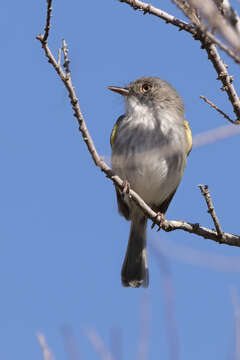 Image of Pearly-vented Tody-Tyrant