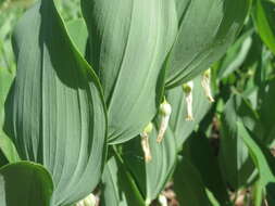 Image of Angular Solomon's Seal