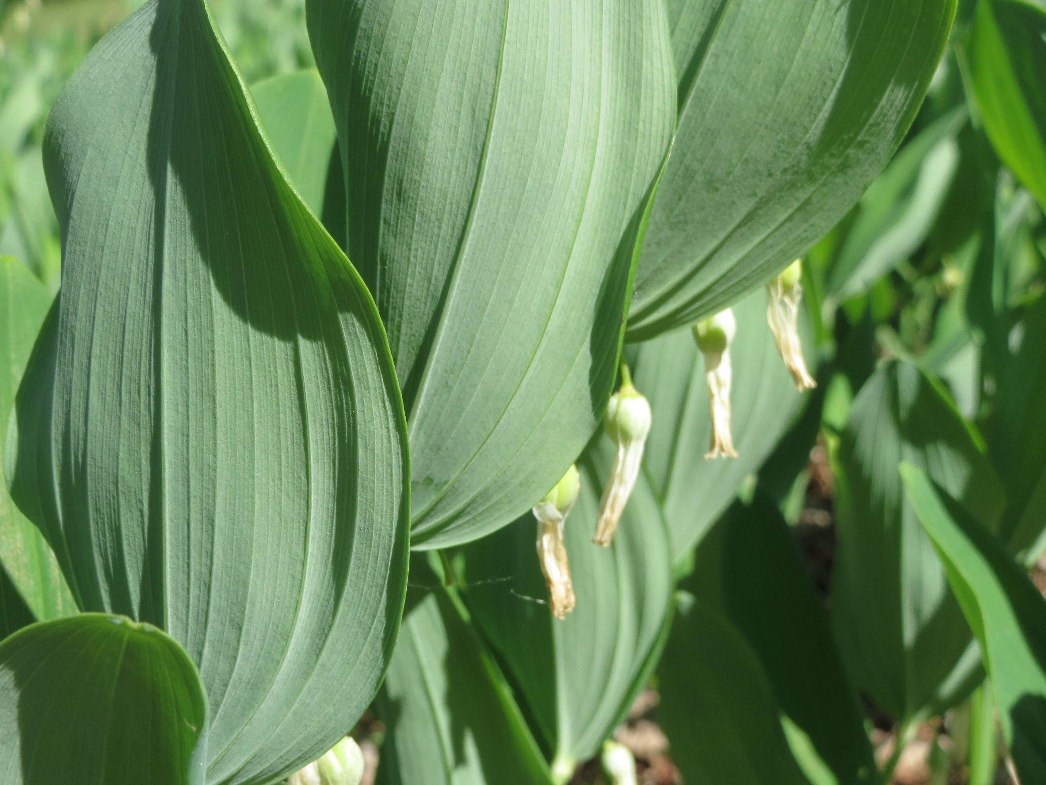 Image of Angular Solomon's Seal