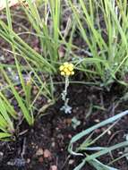 Sivun Helichrysum cephaloideum DC. kuva