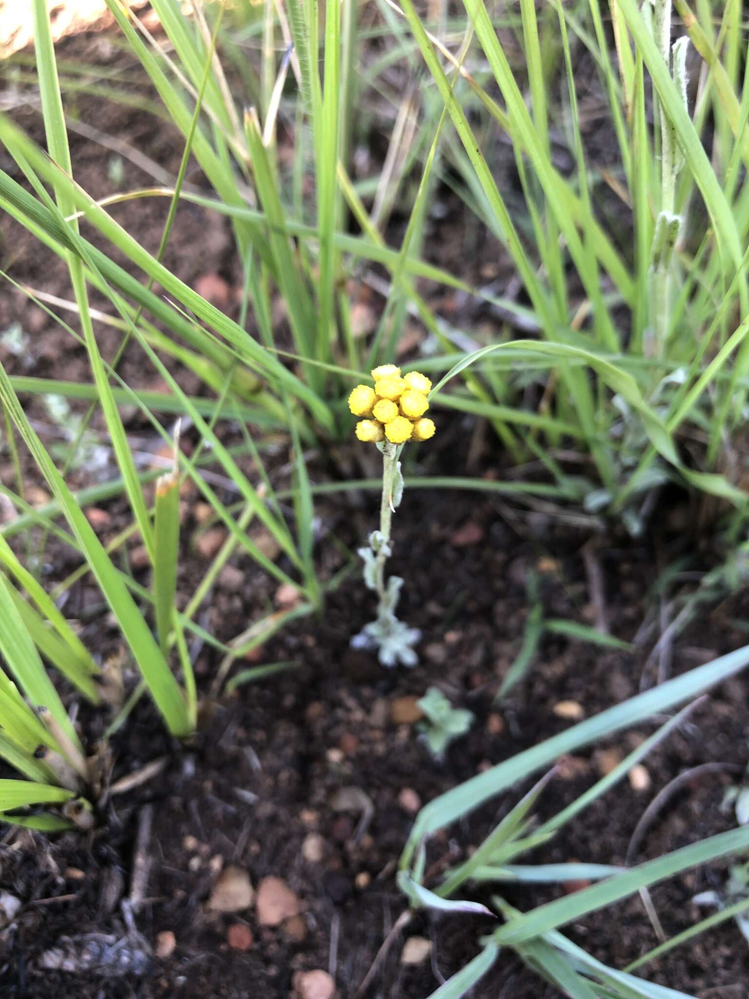 Plancia ëd Helichrysum cephaloideum DC.