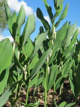 Image of Angular Solomon's Seal