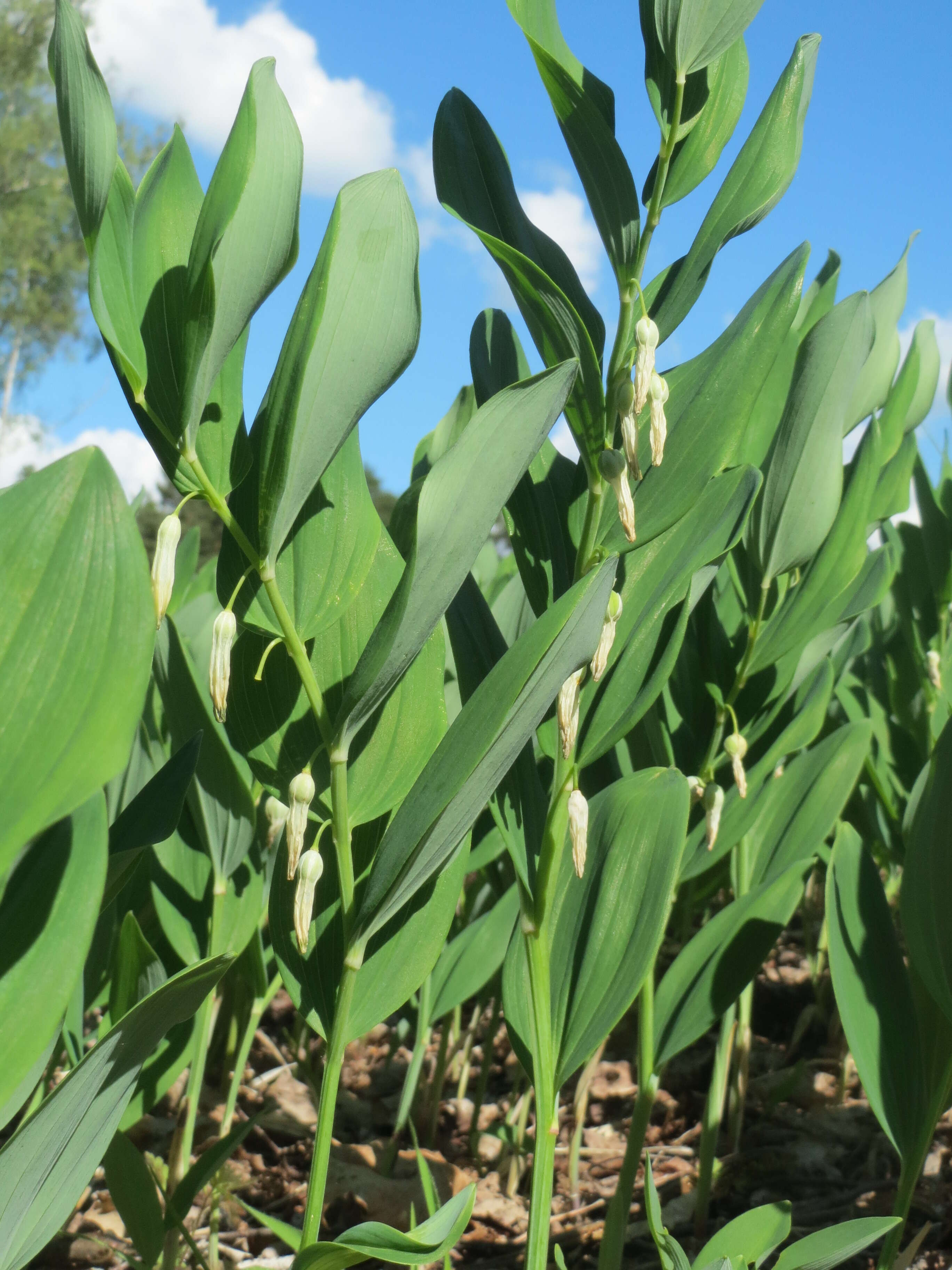 Image of Angular Solomon's Seal