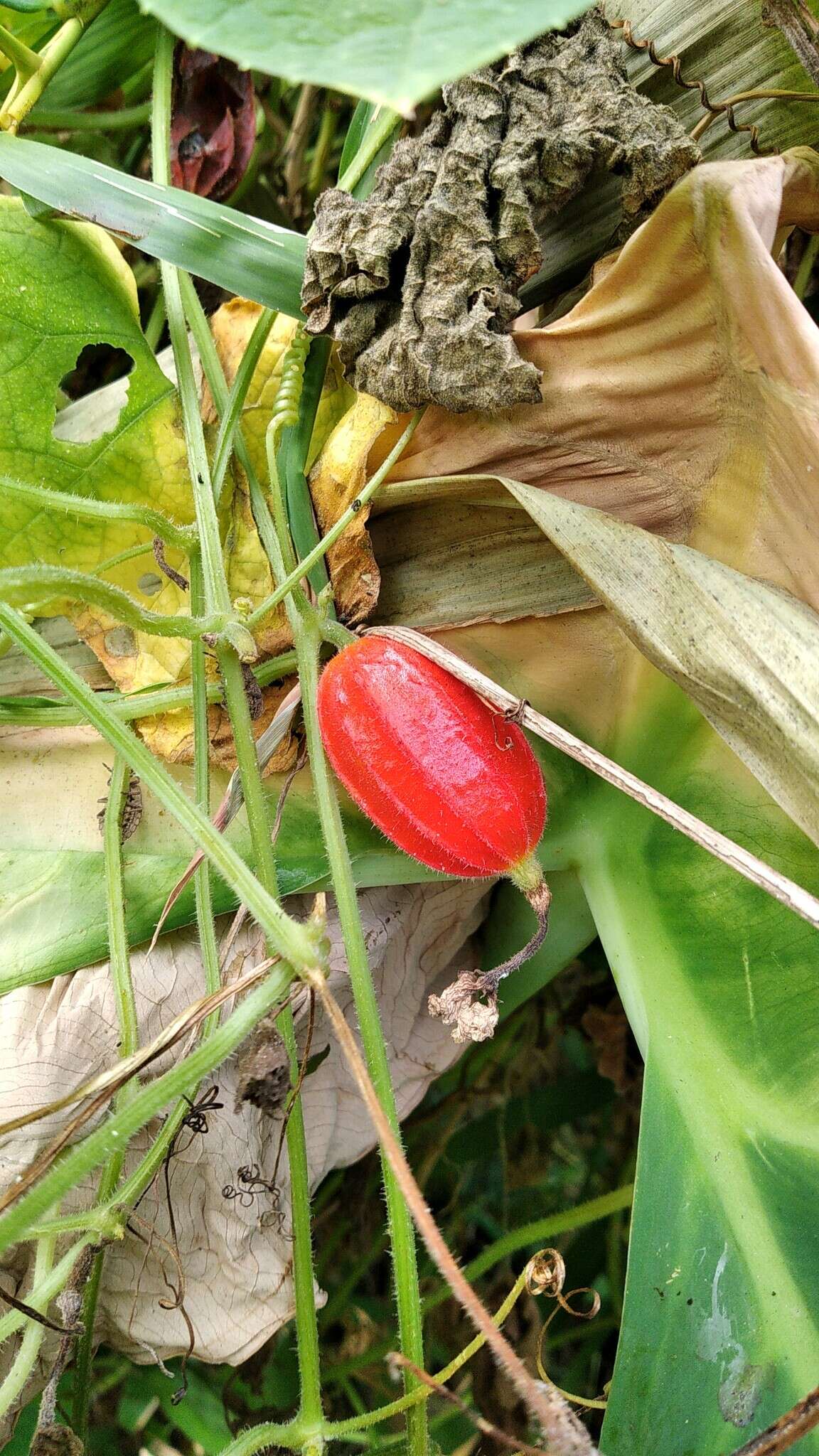 Image of Trichosanthes cochinchinensis (Lour.) M. Roem.